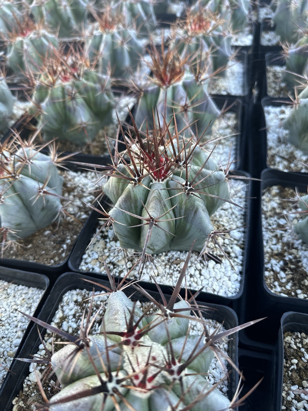 Echinocactus ingens var. grandis 6”