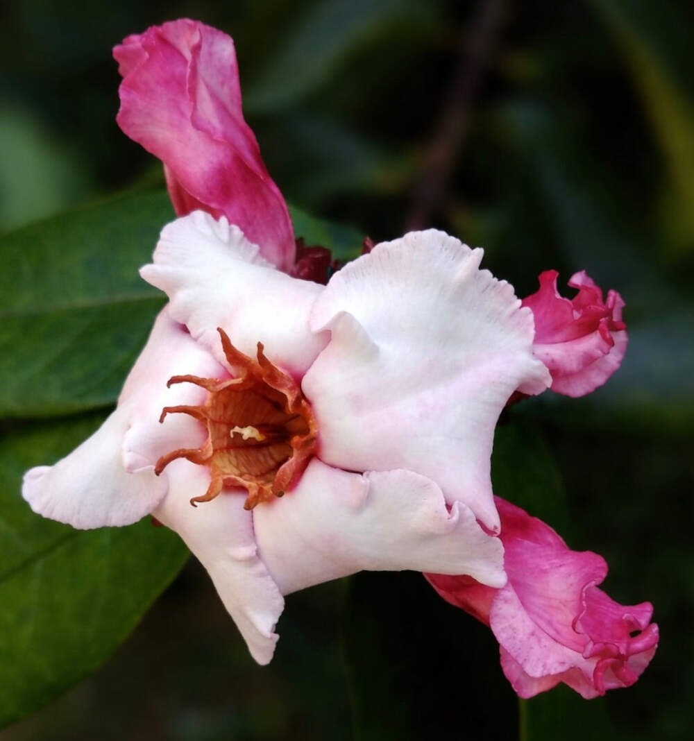 Strophtanthus gratus SEEDS – Climbing oleander | Rose allamanda