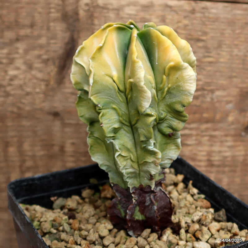 D1275 ASTROPHYTUM MYRIOSTIGMA FUKURYU VARIEGATED pot13-H14-W8 cm MaMa
