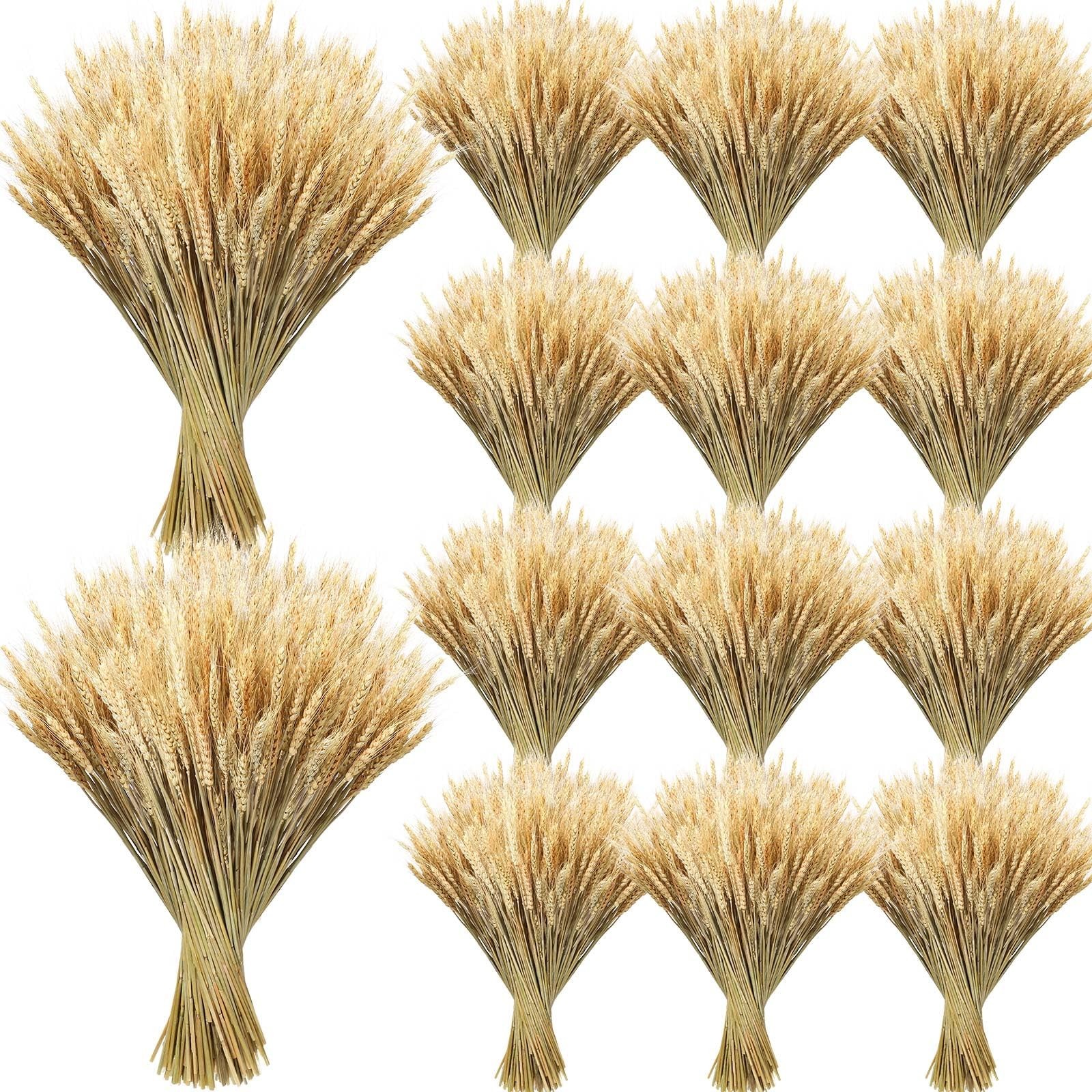 Dried Wheat Stalks Bundle – 1600 Stems Natural Grass for DIY Decor, Centerpieces