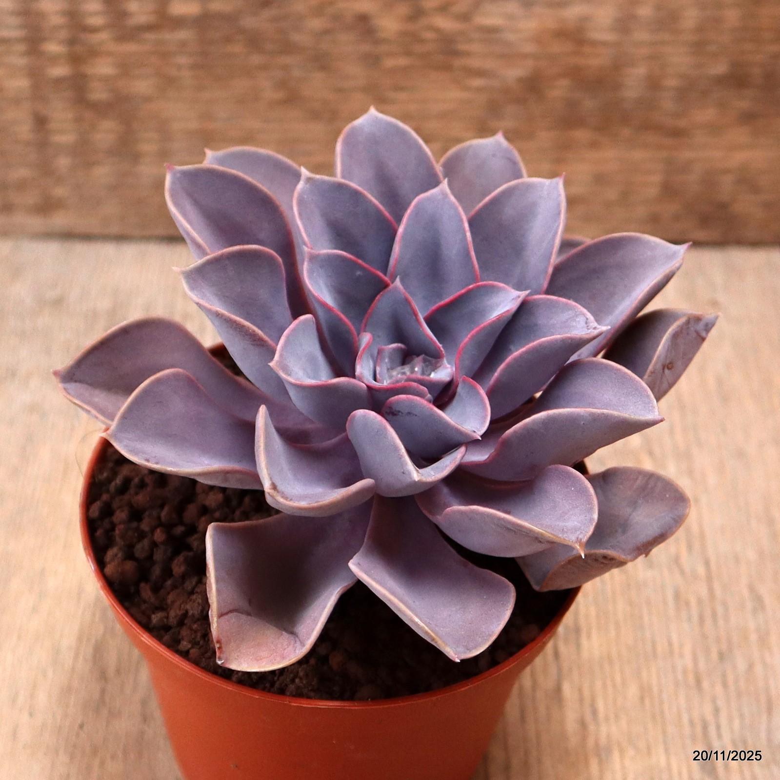D7454 ECHEVERIA PERLA DI NORIMBERGA pot10-H7-W13 cm MaMa Cactus