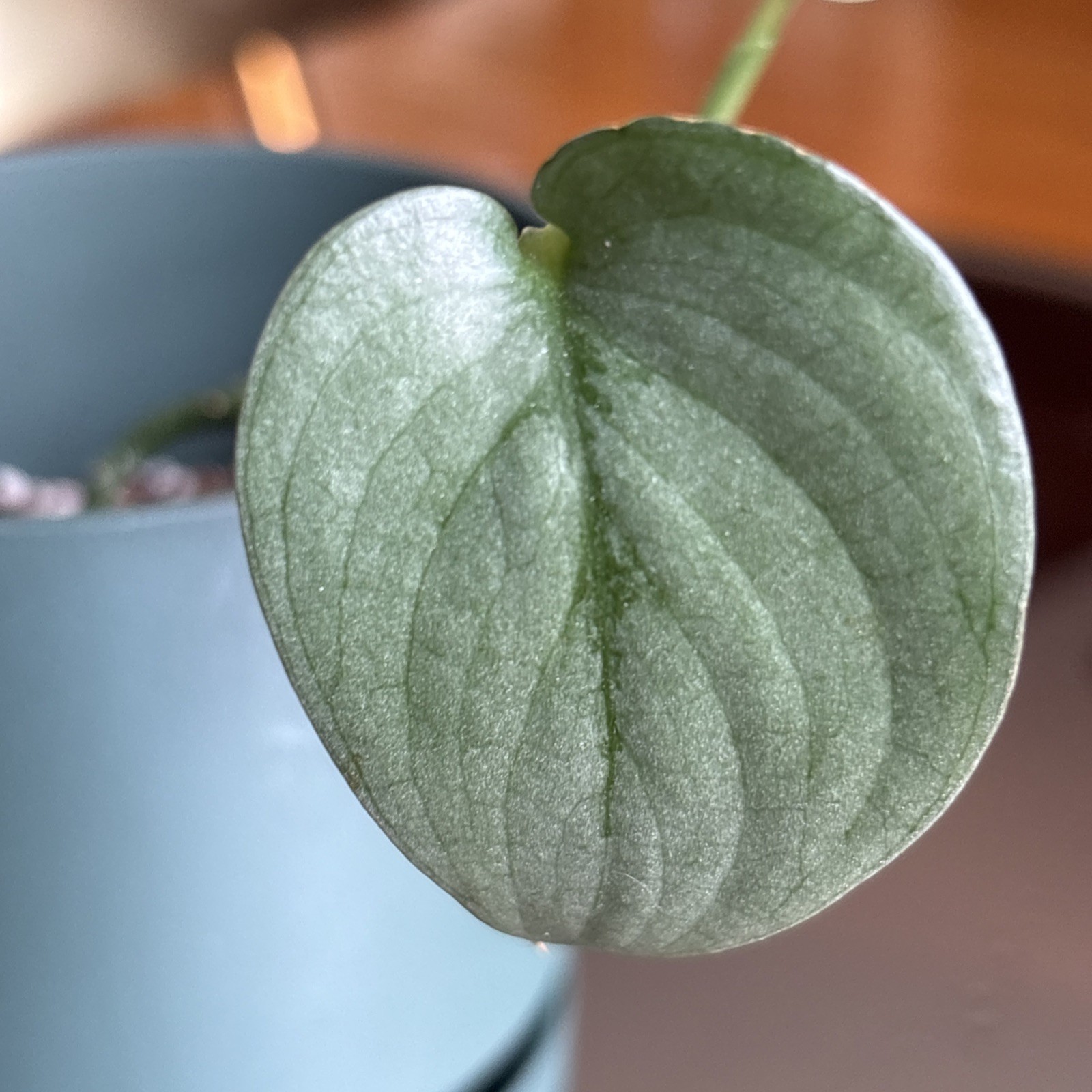 Scindapsus Silver Hero or Platinum – Live Plant Growing in green pot.