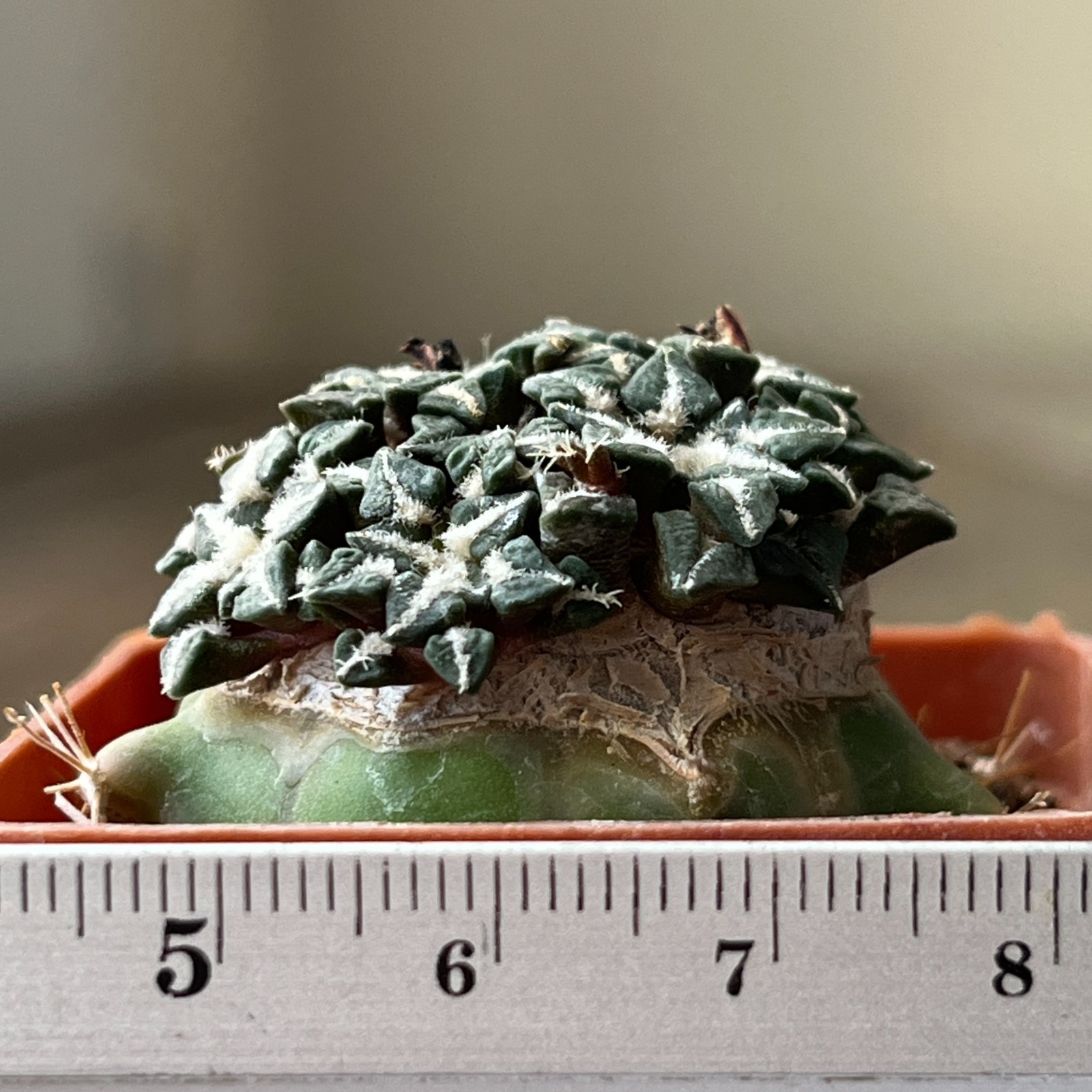 A33-170 Cactus kotschoubeyanus, VM220, Tula, Tam, grafted