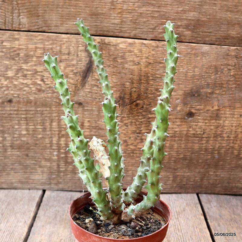 D4445 EUPHORBIA SP. pot10-H22-W21 cm MaMa Cactus