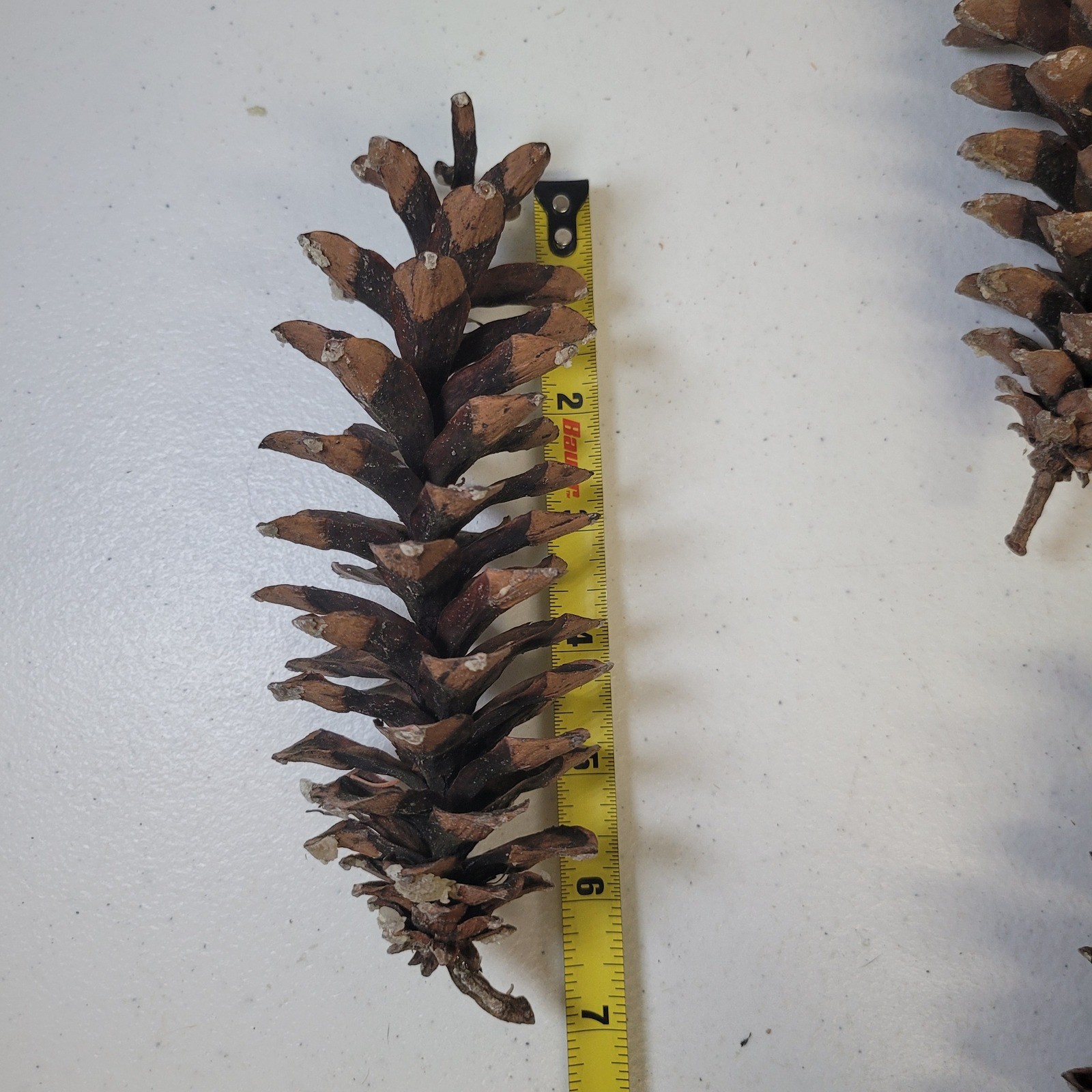 White Pine Cones Michigan 11 Upper Peninsula Tree Forest Crafts Decor Cabin Sap