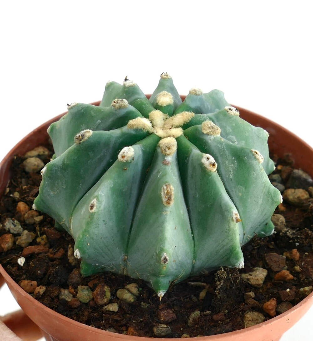 Ferocactus glaucescens cv URASAKI DA6 – Blue barrel cactus | Glaucous barrel cac