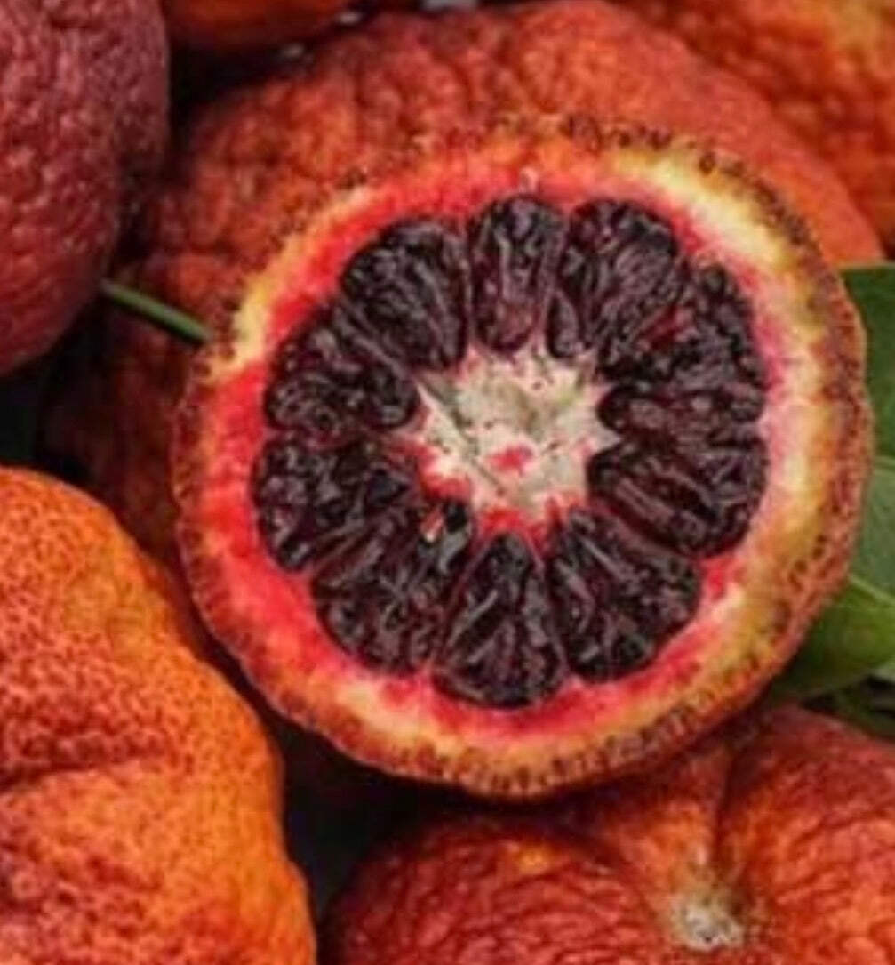 Citrus × clementina RED RUBIN – Clementine | Christmas orange