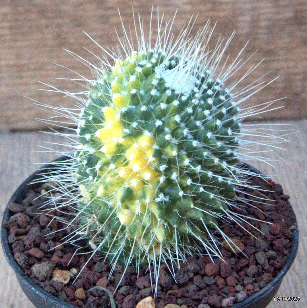 D6956 MAMMILLARIA SPINOSISSIMA UNPICO VARIEGATED pot10-H8-W6 cm MaMa Cactus
