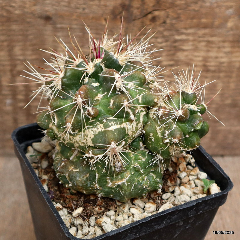 D4217 FEROCACTUS FLAVOVIRENS X RODANTHUS MONSTER pot10-H10-W10 cm MaMa Cactus