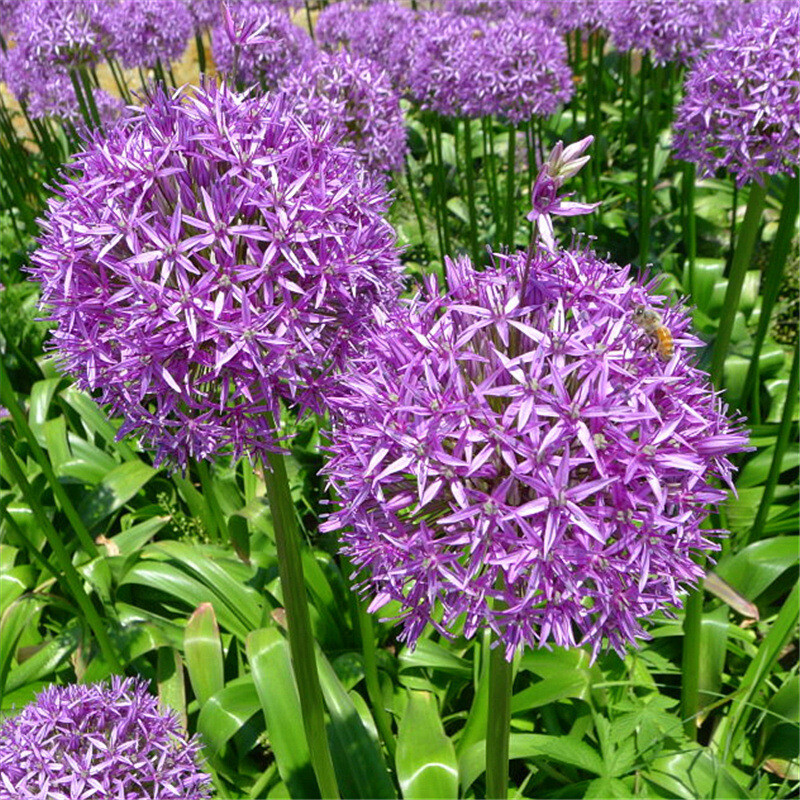 100pcs purple giant Allium giganteum flower seeds garden plant decor
