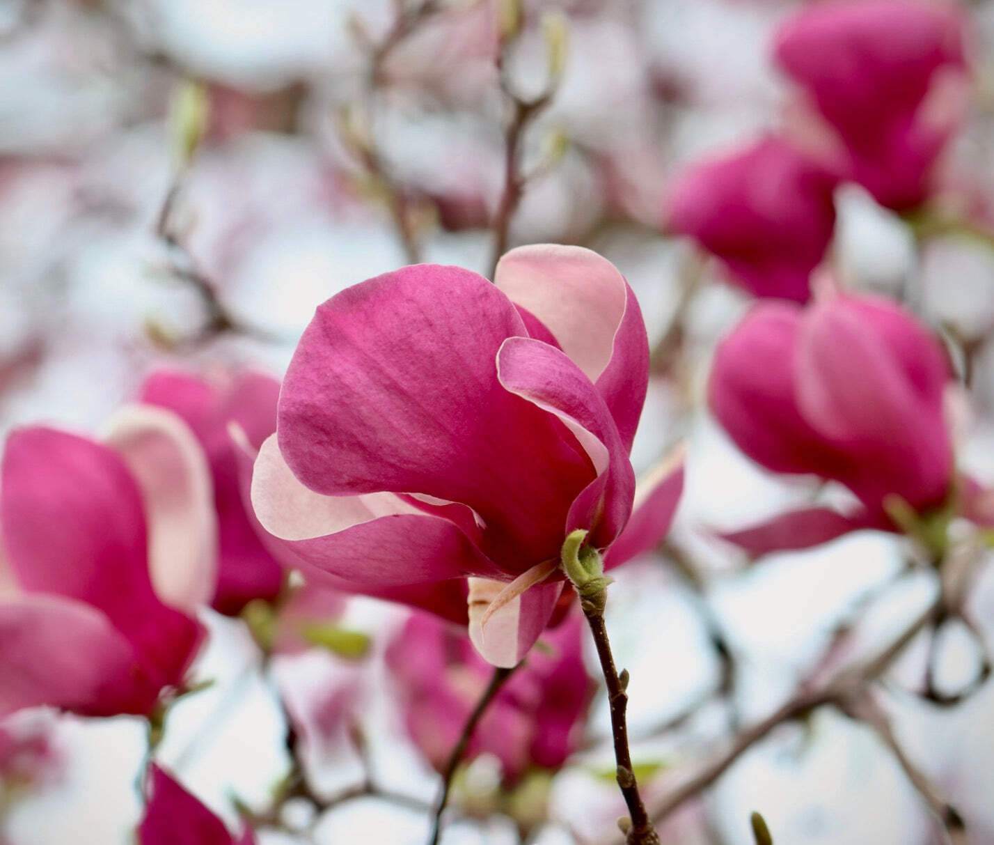 Magnolia soulangeana cv SATISFACTION – Saucer magnolia | Tulip magnolia
