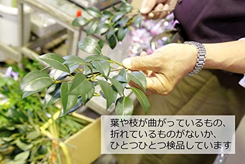 Yamahisa Artificial Sakaki (Sacred Tree) – Silk Flower – Small Size – Pair (6 st