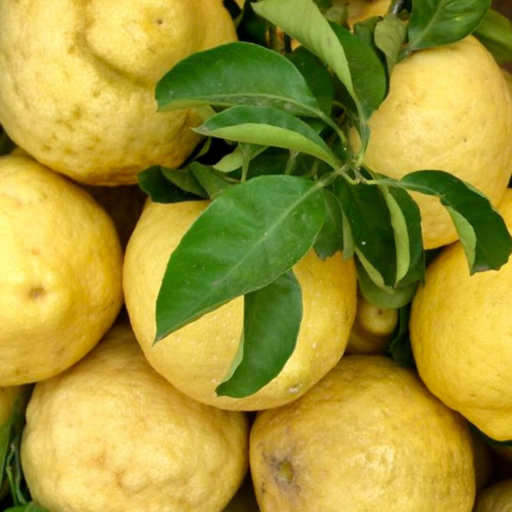 Citrus limon AMALFI COAST MAGGIORE