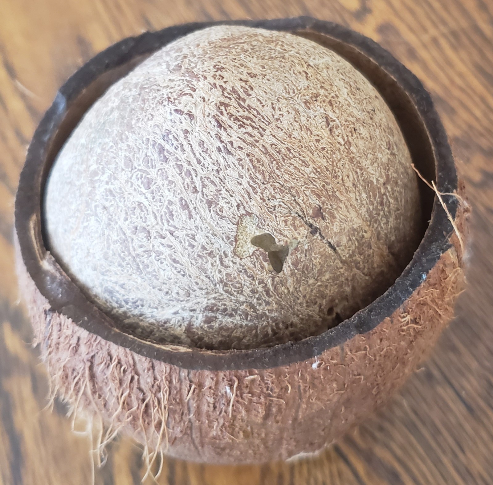 Unusual Natural Dried Coconut Shell Whole Husk Rustic Tiki Decor & Crafts
