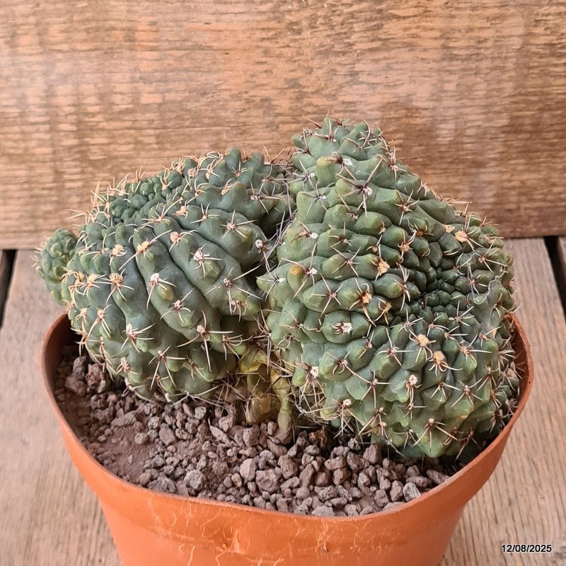 D5912 GYMNOCALYCIUM BALDIANUM CRESTED pot14-H11-W16 cm MaMa Cactus