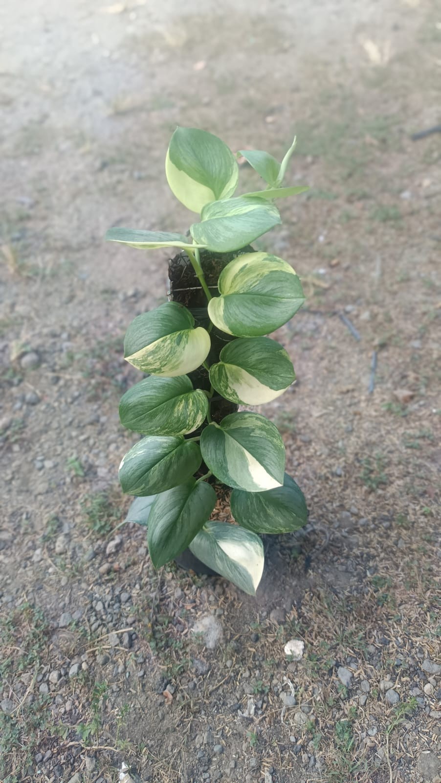 Real Picture Scindapsus Rubicon Tricolor Variegated Mature Size