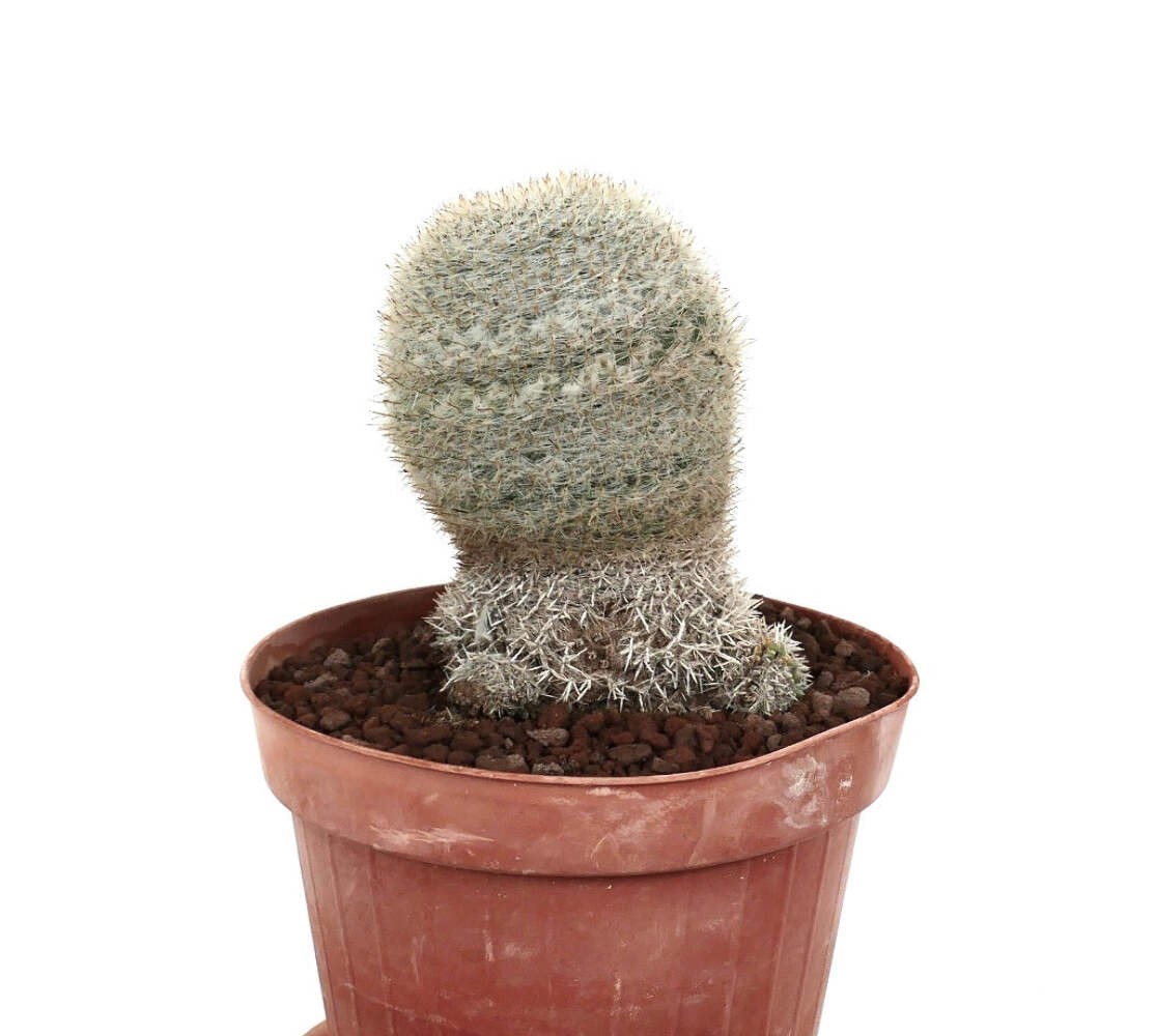 Mammillaria albilanata WITH BASAL BRANCHES 1115 – White woolly nipple cactus | S