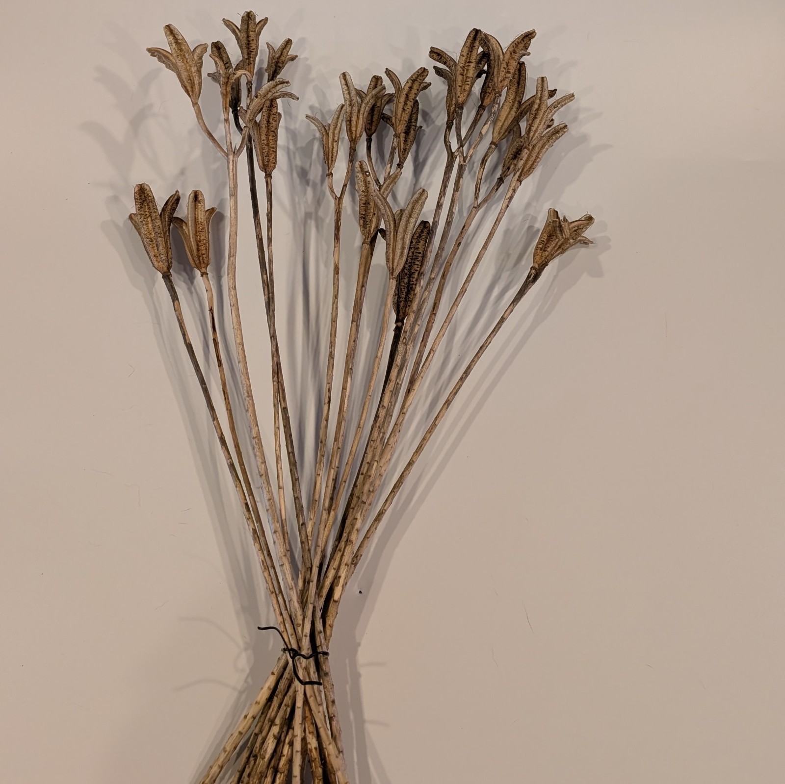 Natural Dried Flower Pods Lot of 15 Stems 13-23″ Crafts Floral Bouquets Sprays
