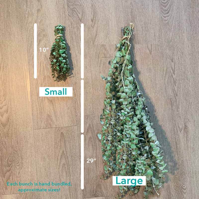 Large Fresh Eucalyptus Shower Bundle, Real California Care, Eucalyptus Bundle