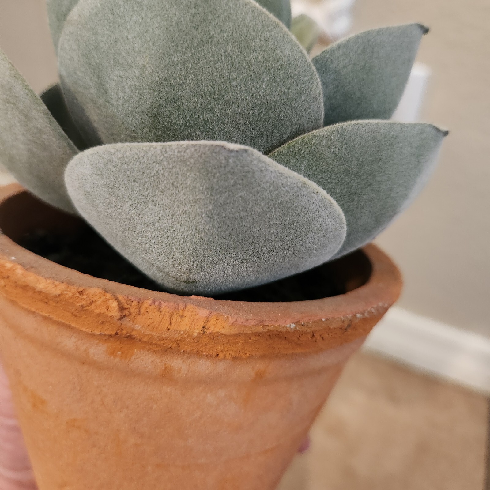 NEW Pottery Barn Rose potted Faux Succulent