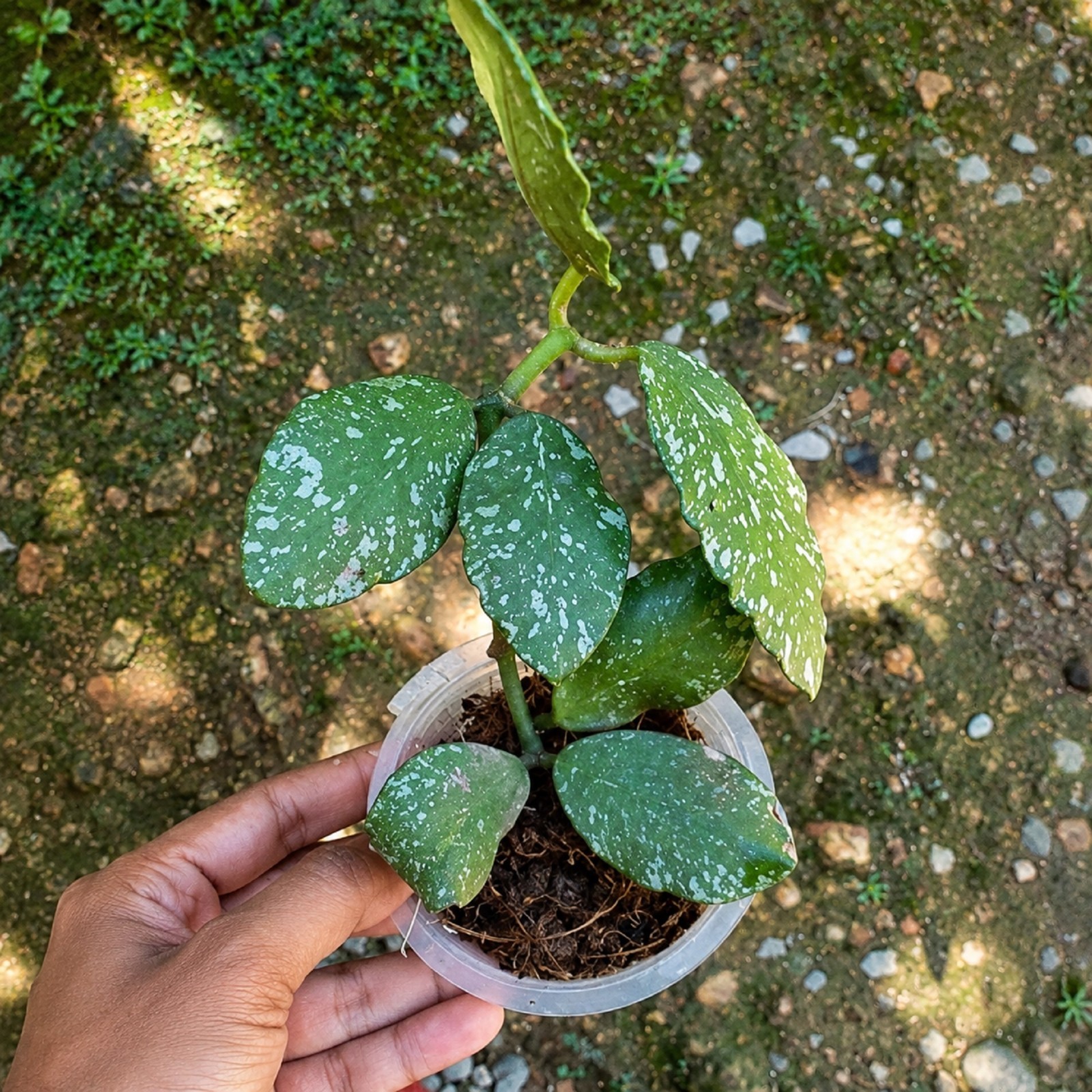 Hoya Waymaniae Splash Live Rare Splash Hoya Exotic Wax Plant Rooted