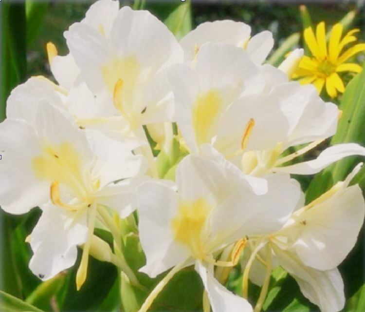 2 HAWAIIAN WHITE GINGER ROOTS – Easy to Grow – Blooms Very Fragrant