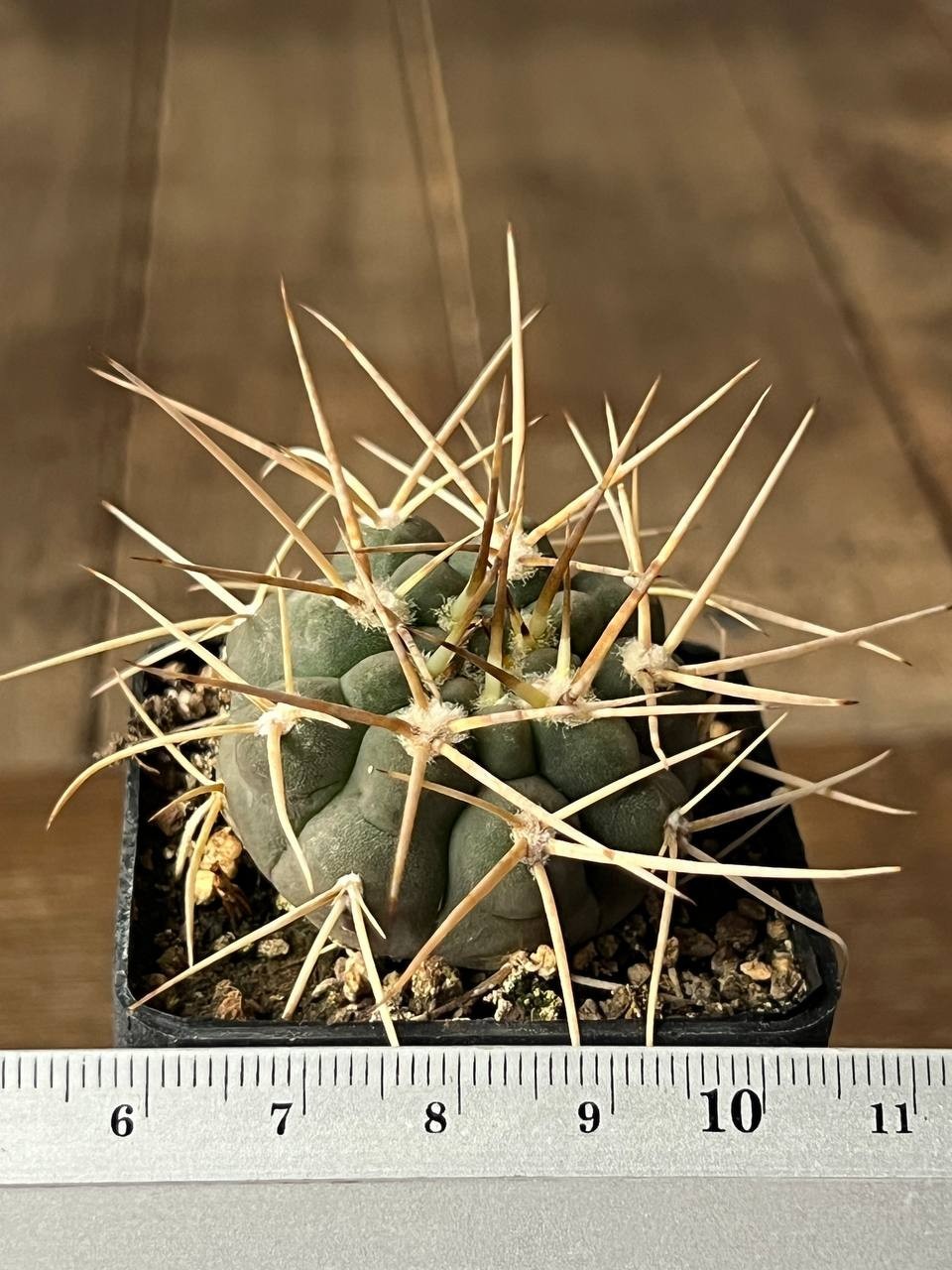 A43-873 Gymnocalycium intertextum STO185, Serrezuella, Cord, own root