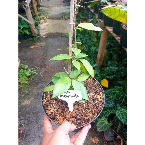 Real Picture Hoya Incurvula Sp Sulawesi Rare Plant
