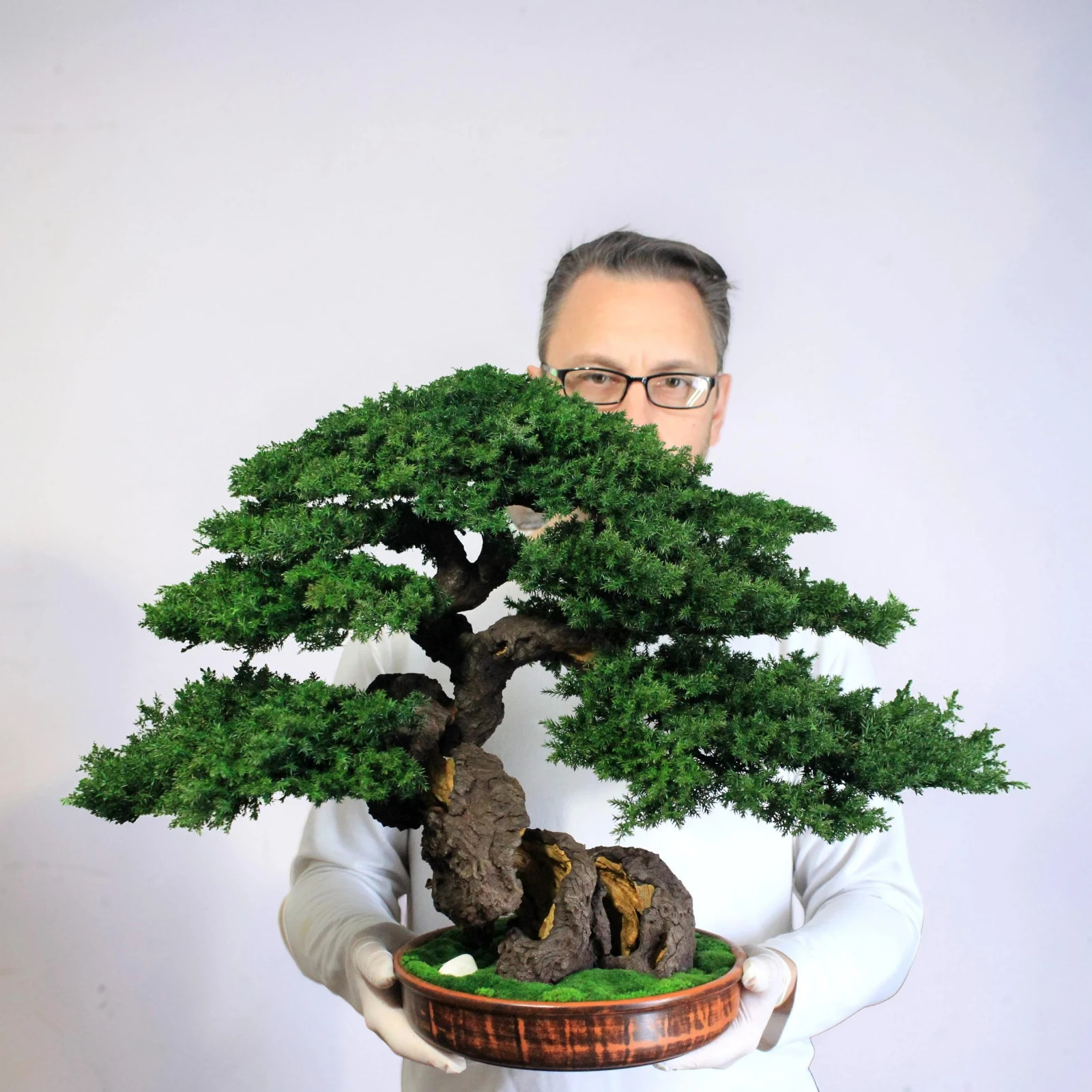 Artistic Preserved Bonsai Tree – Handmade Juniper Decor Sculpture. 49 cm / 19.3″