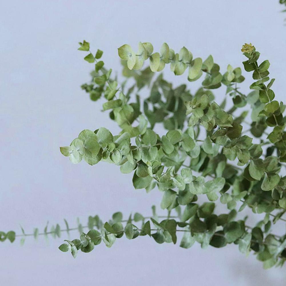 10pcs Natural Dried Flower Eucalyptus Branches Leaves Home Decors Bouquet