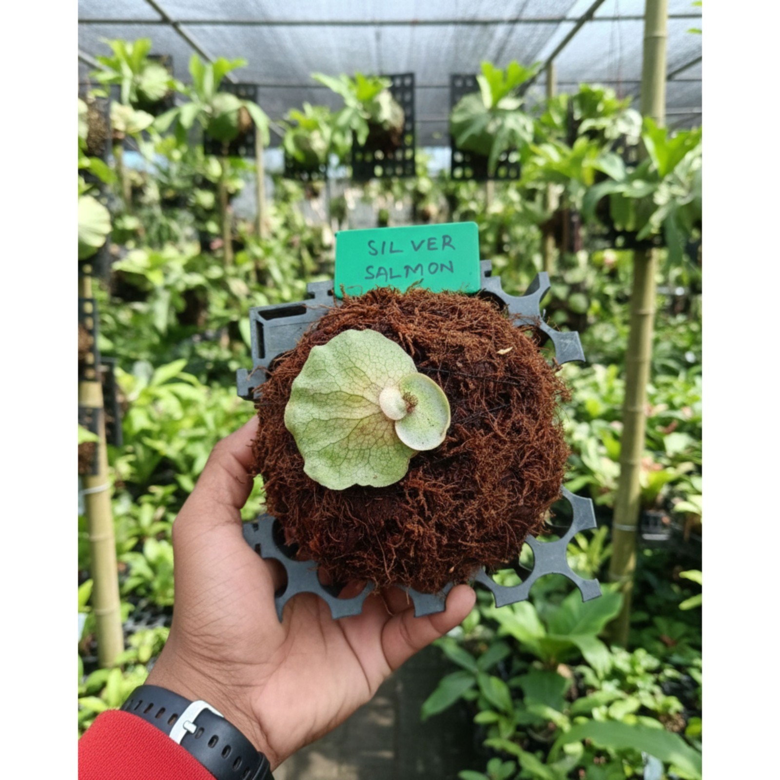 Platycerium Silver Salmon – Silvery Staghorn Live Plant Grow in Pot