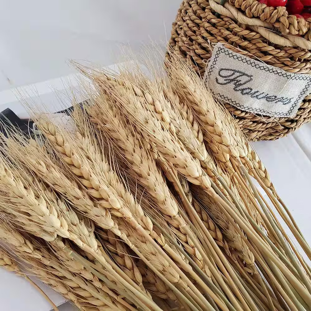 2.2 In. Farmhouse Natural Wheat Stalks 100 Pieces Gold Artificial Plant Home Tab