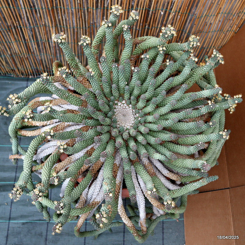 D1722 EUPHORBIA INERMIS VERY OLD BIG CAUDEX pot30-H80-W60 cm MaMa Cactus