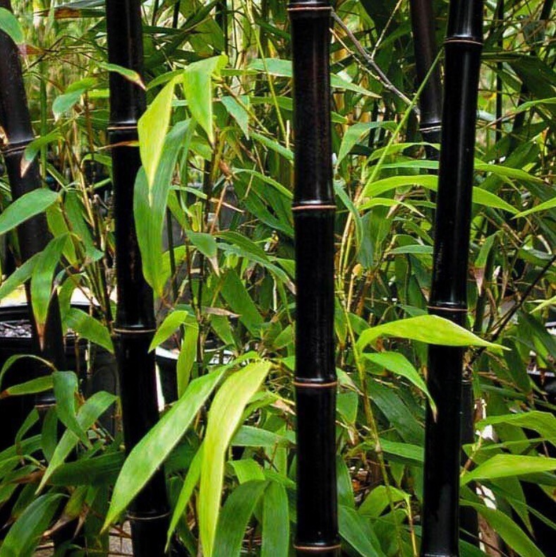 100 BLACK Bamboo Seeds – Phyllostachys nigra – Hardy Rare Plant