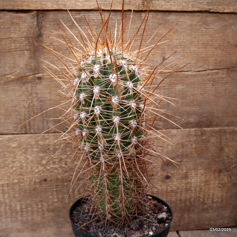 D2695 CEREUS PASA. LONG STRONG SPINES pot18-H30-W11 cm MaMa Cactus