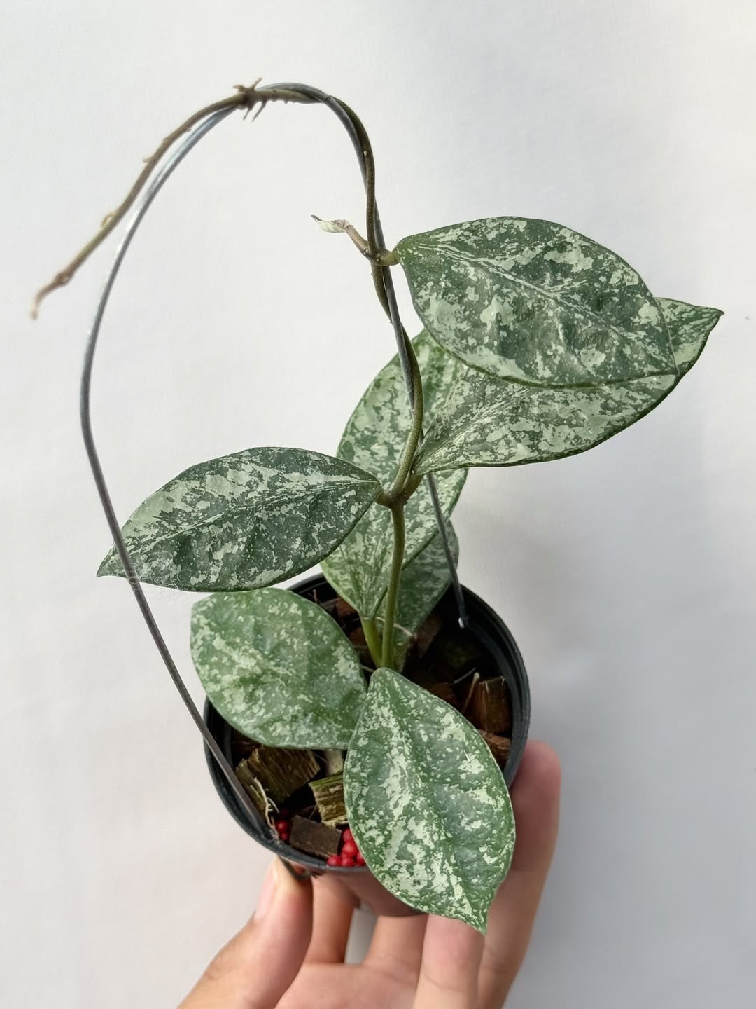 Real Pict Hoya Rundumensis Splash Rare Plant