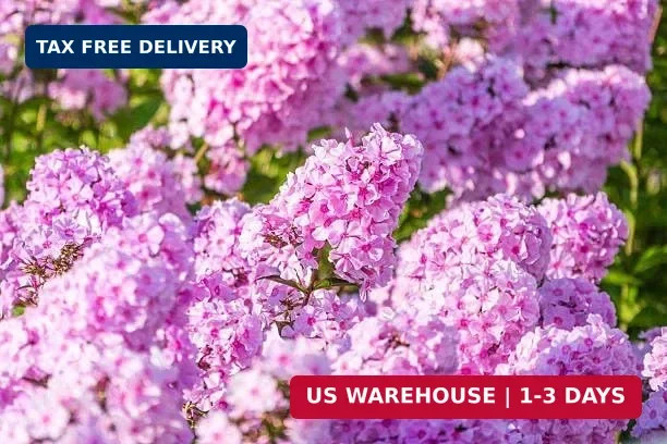 Mix Phlox Seeds, 1100+ Creeping Phlox Flower Non GMO Heirloom Seeds, Mixed Peren