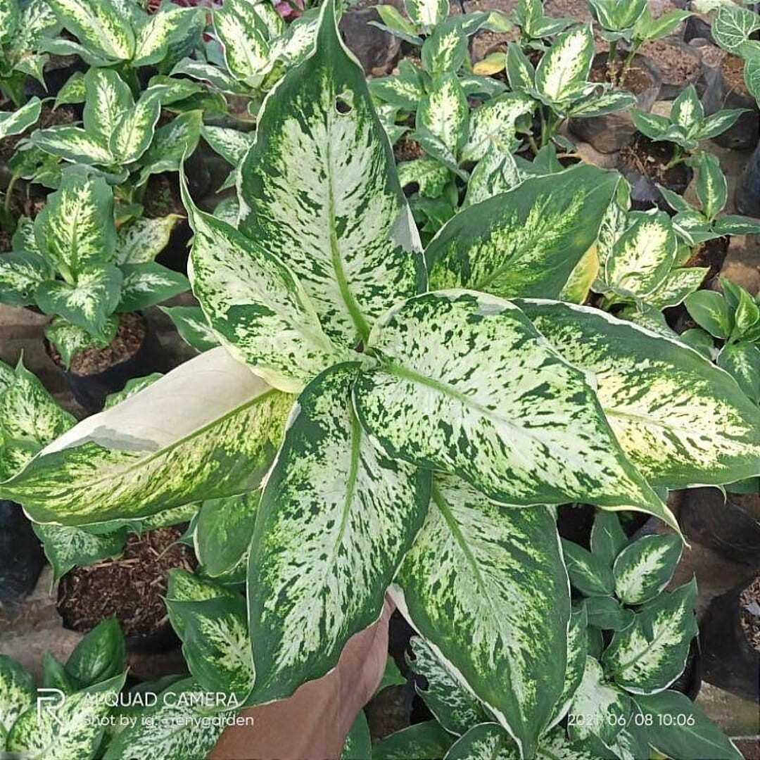 Dieffenbachia variegated Paint of love + Phytosanitary Cert