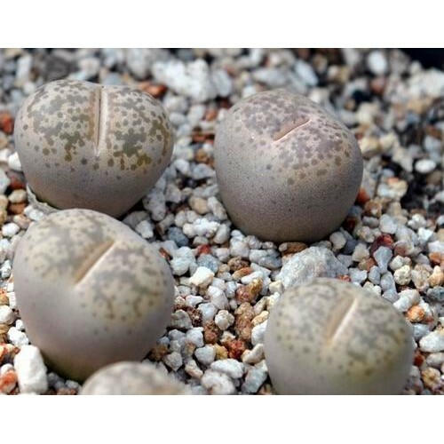 MIX LITHOPS SEEDS 100 PCS 2020 harvest /approximately 20 species/