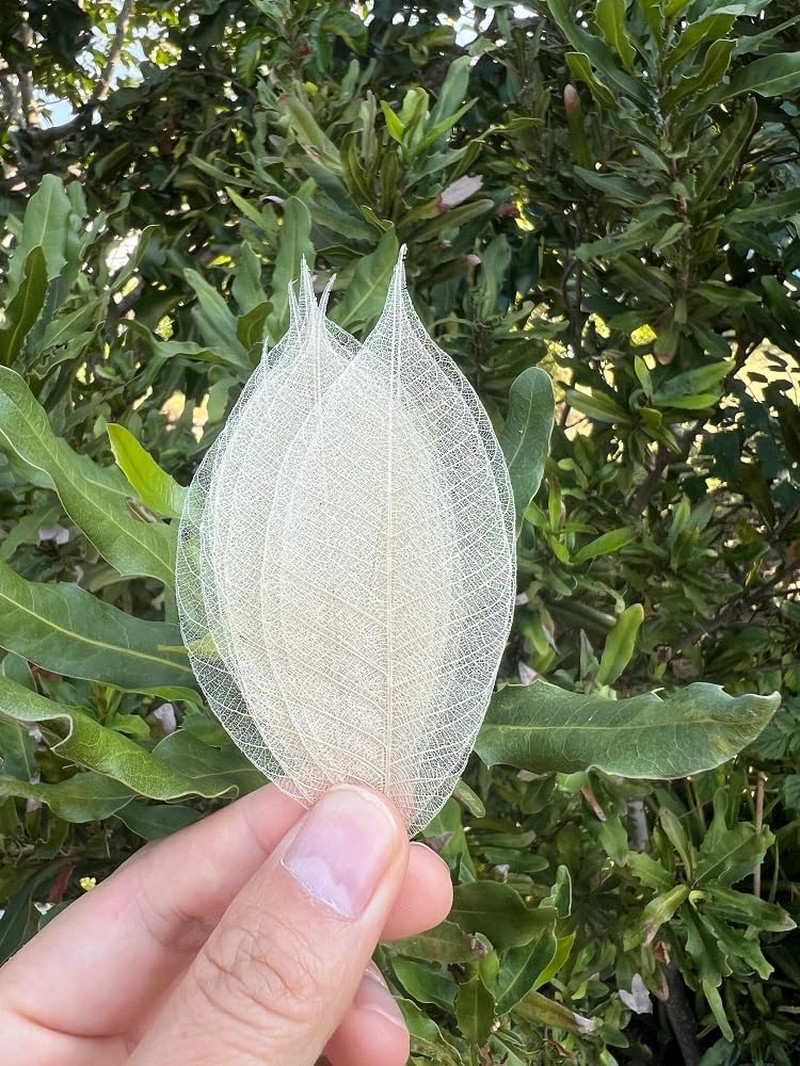 Real Leaves Natural Color100 PCS 4-5 Inches Natural Skeleton Leaves, Real Rubber