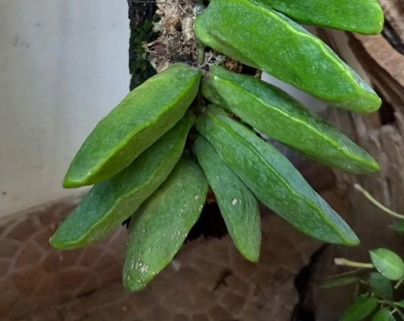 Hoya Dischidia Major Rare Tropical Epiphyte Unique Hanging Houseplant Collector