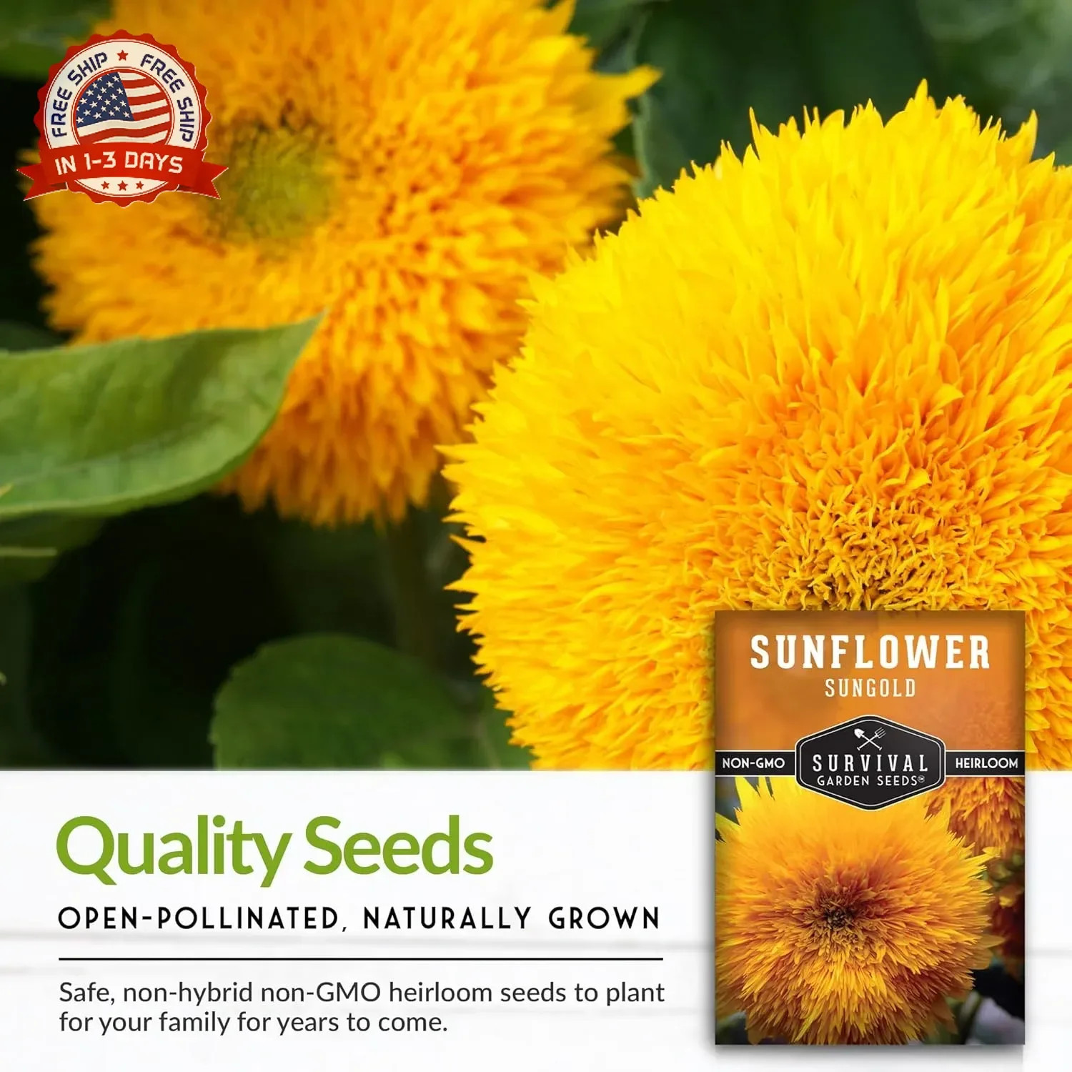 Sungold Teddy Bear Sunflower Seeds for Planting – Dwarf Flower with Fluffy Pom-P
