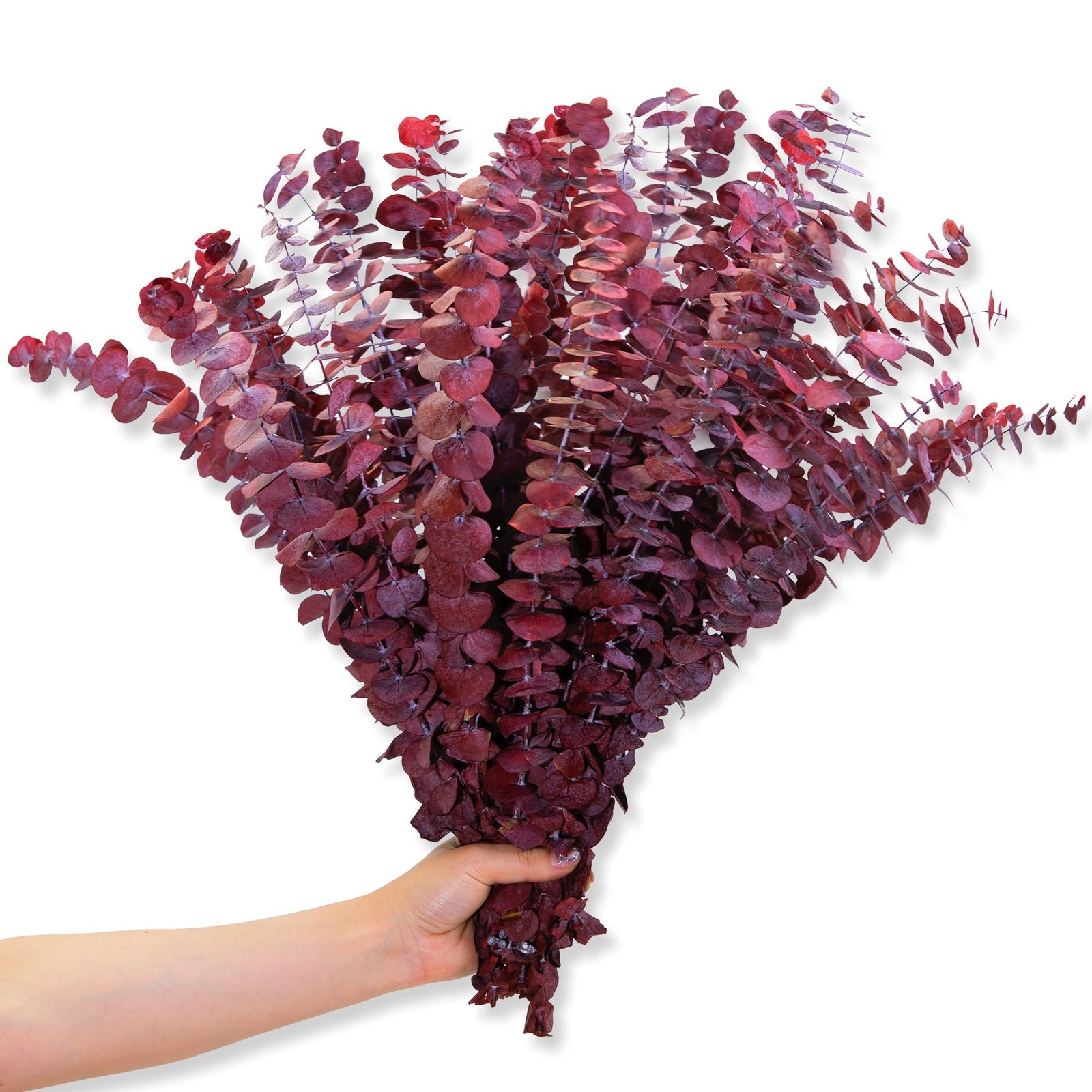 26Pcs Dried Red Eucalyptus Stems 17”, Burgundy Real Preserved Branches