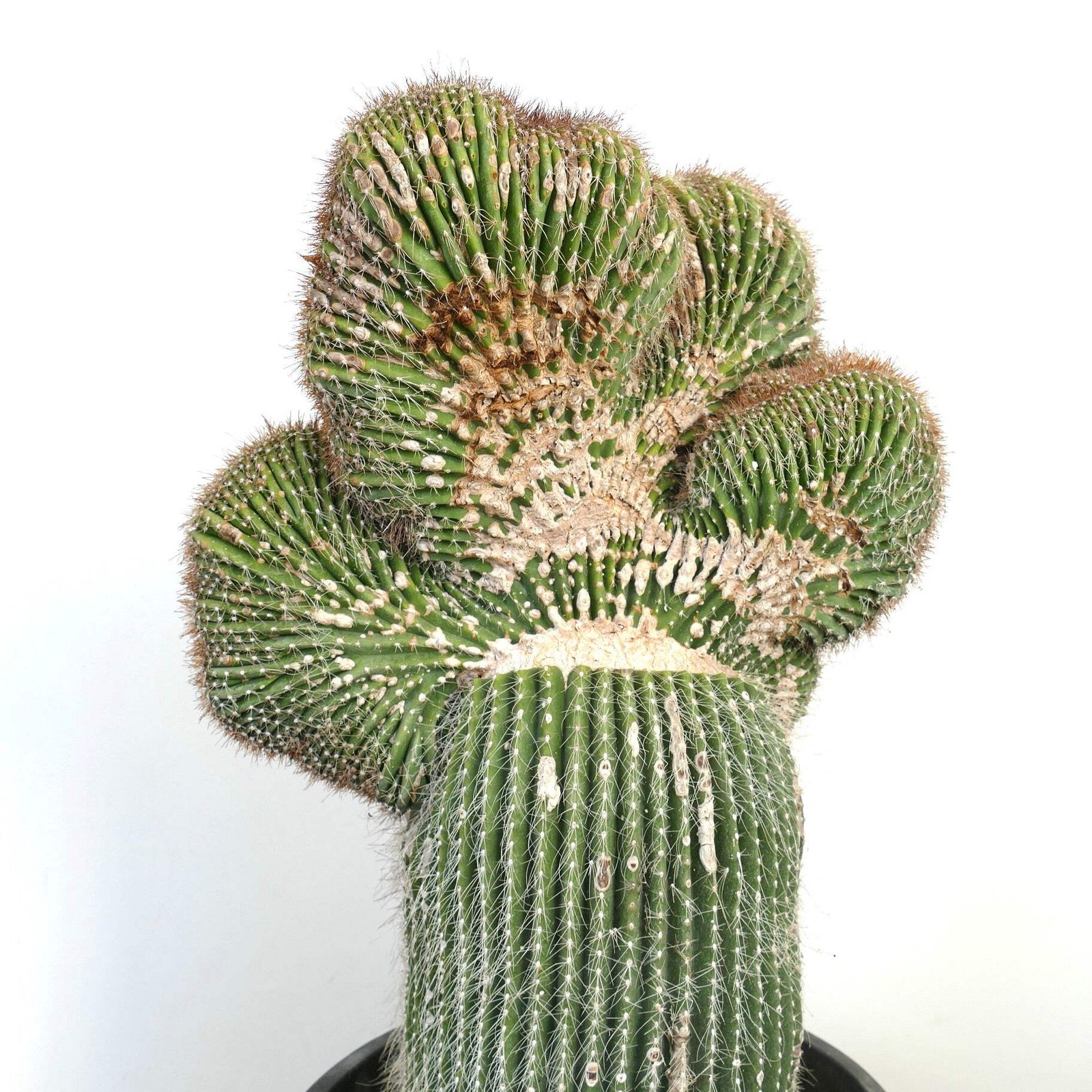 Carnegiea polylopha SAGUARO CRESTATO 66x38cm – Cardon | Elephant cactus