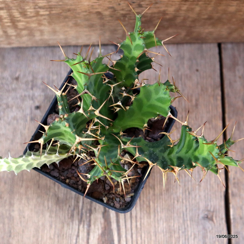 D4704 EUPHORBIA ENORMIS pot9-H13-W14 cm MaMa Cactus