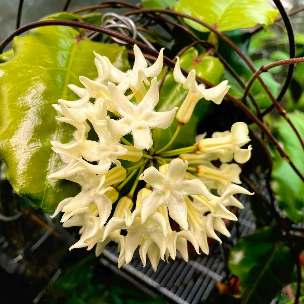 Hoya Versteegii Sp Papua Rare Plant