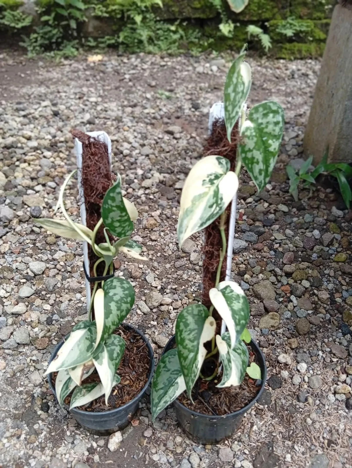 Nyamplung Fruit Tree Variegated Calophyllum inophyllum Rare Plant