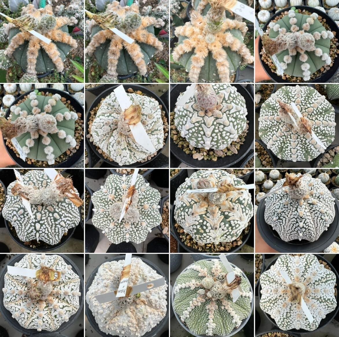 Astrophytum asterias mix -Tailand- 100seds harvest 2024
