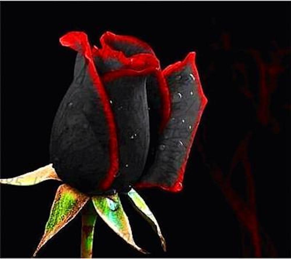 (10) RARE BLACK ROSE SEEDS perennial flower garden bush tea USA SELLER W/TRACK