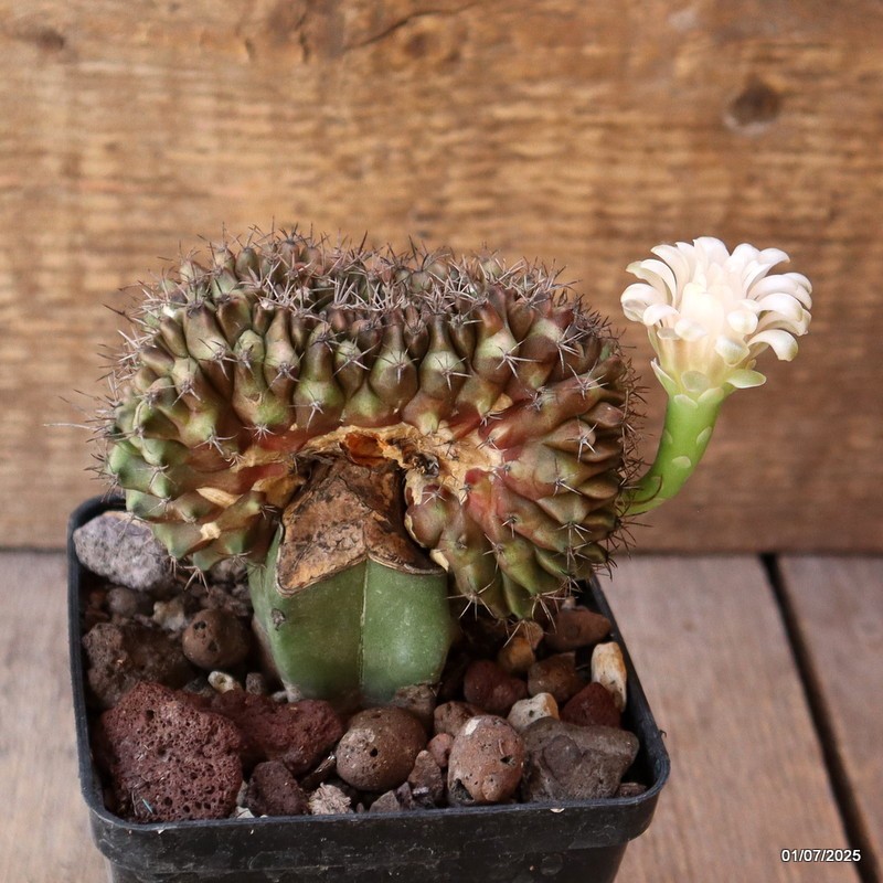 D4983 GYMNOCALYCIUM MIHANOVICHII CRESTED GRAFT pot9-H9-W9 cm MaMa Cactus
